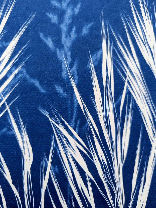 Cyanotype Anisantha (A4 21x29,7 cm) - n°335 - sans cadre