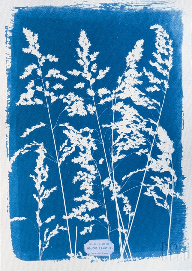 Cyanotype Holcus (A4 21x29,7 cm) - n°346 - sans cadre