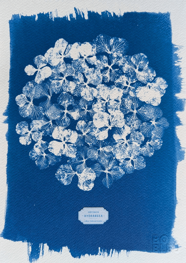 Cyanotype Hydrangea (A4) - n°385 - sans cadre