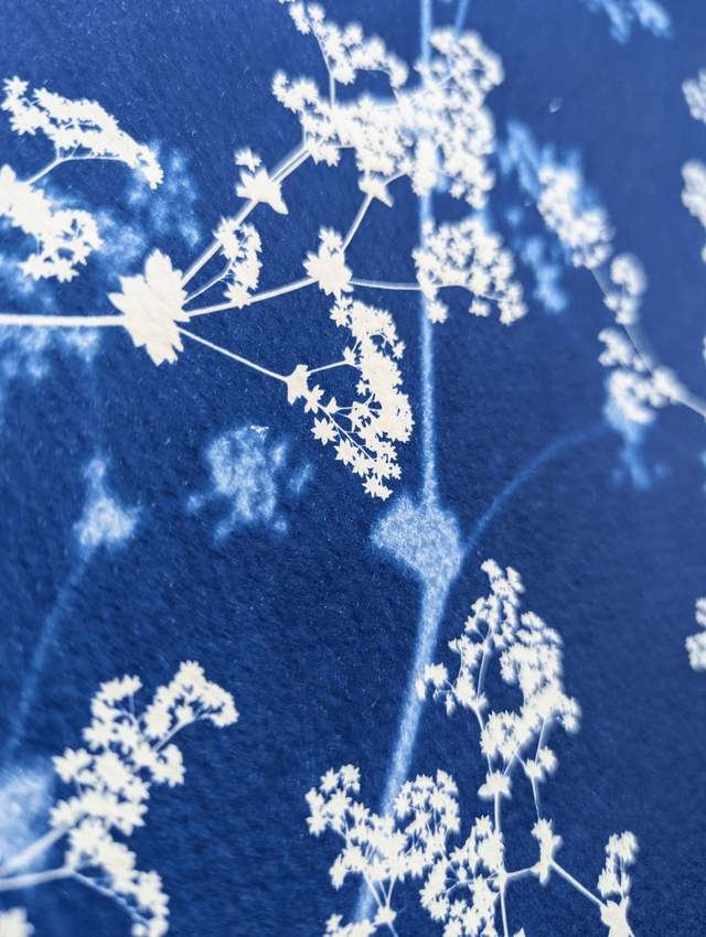 Cyanotype Alchemilla (30x40 cm) - n°341 - sans cadre