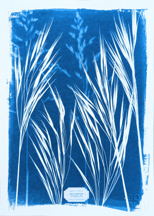 Cyanotype Anisantha (A4 21x29,7 cm) - n°335 - sans cadre