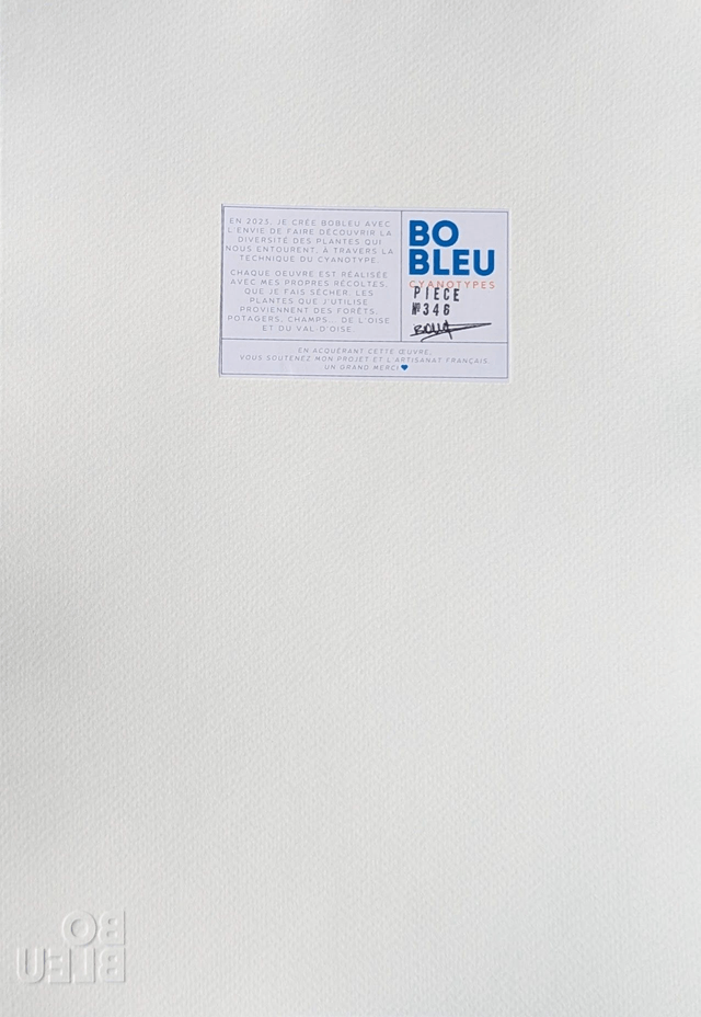 Cyanotype Holcus (A4 21x29,7 cm) - n°346 - sans cadre