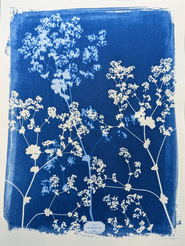 Cyanotype Alchemilla (30x40 cm) - n°341 - sans cadre