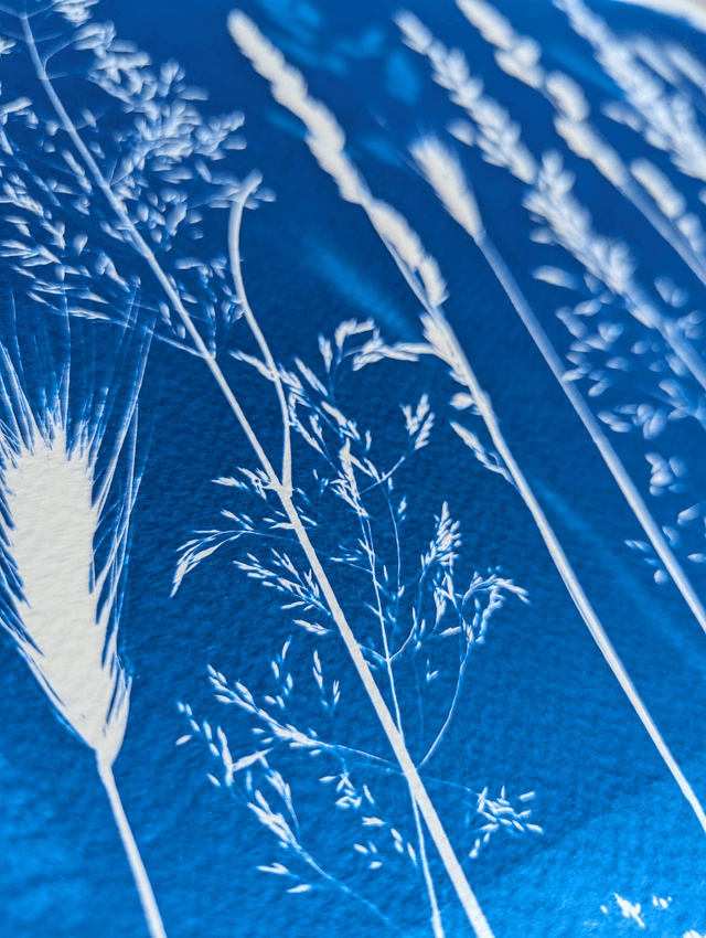 Cyanotype Poaceae (30x40 cm) - n°396 - sans cadre