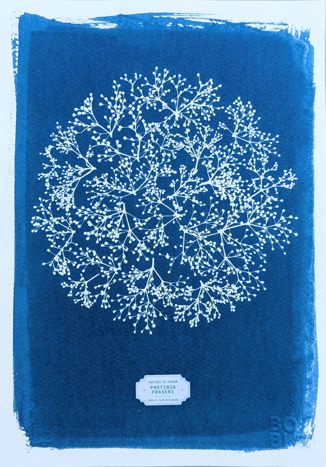 Cyanotype Photinia (A4 21x29,7 cm) - n°334 - sans cadre