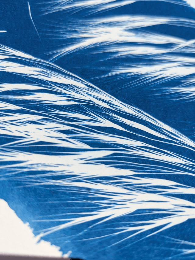 Cyanotype Anisantha (A4 21x29,7 cm) - n°348 - sans cadre
