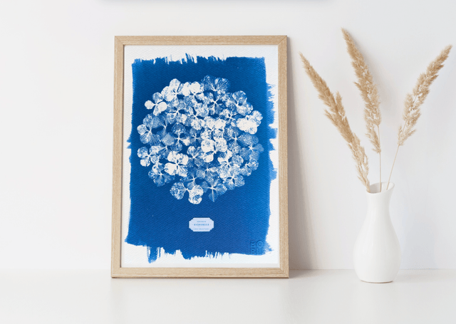 Cyanotype Hydrangea (A4) - n°385 - sans cadre