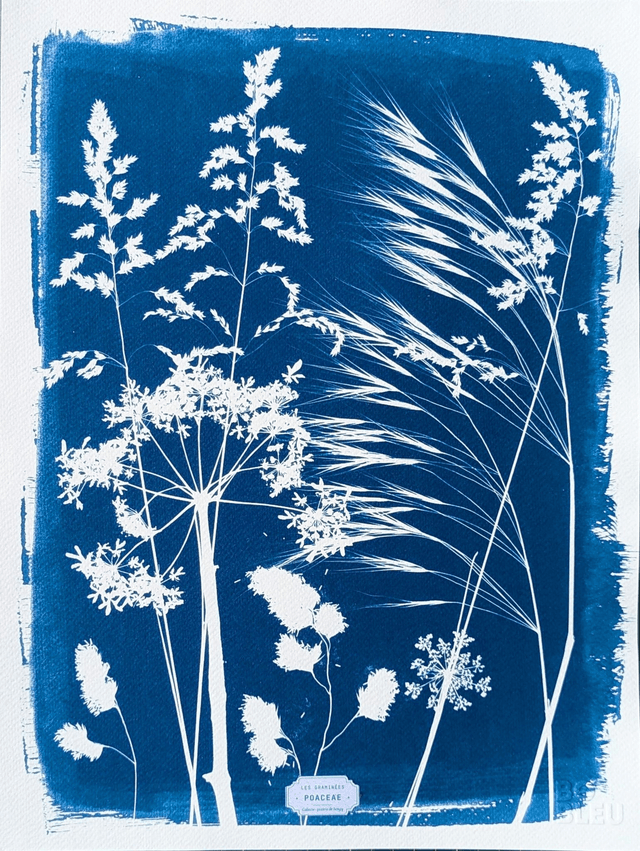 Cyanotype Poaceae (30x40 cm) - n°345 - sans cadre