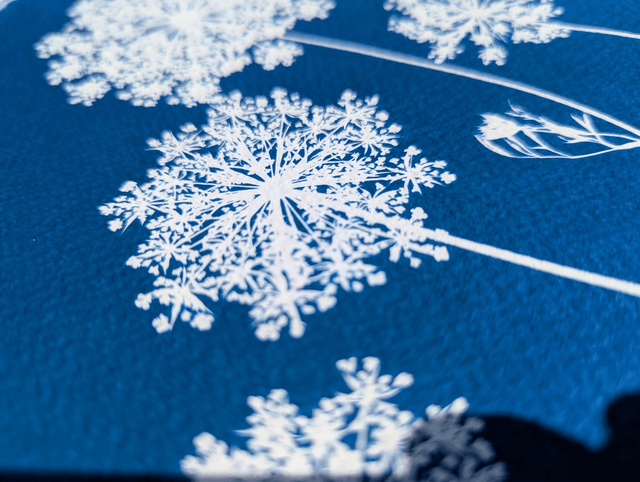 Cyanotype Daucus carota (A4) - n°390 - sans cadre
