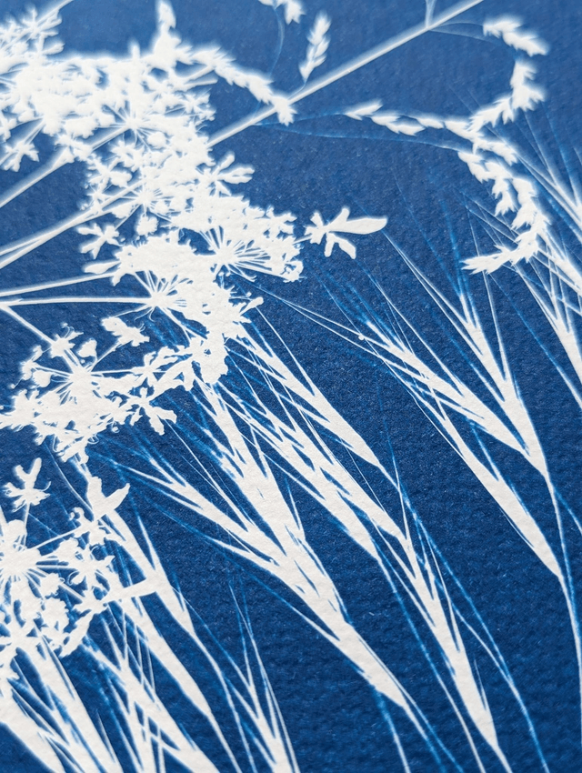 Cyanotype Poaceae (30x40 cm) - n°345 - sans cadre