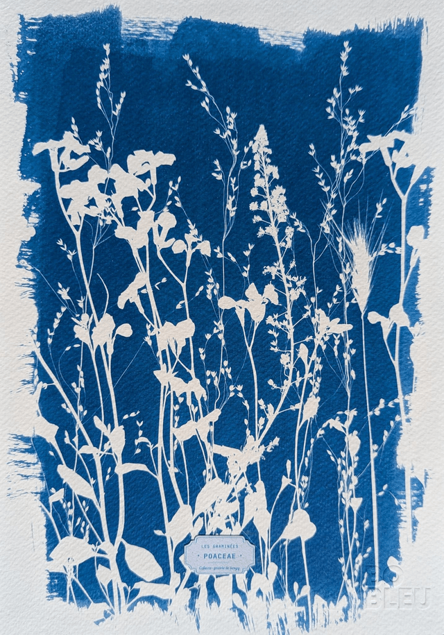 Cyanotype Poaceae (A4) - n°386 - sans cadre