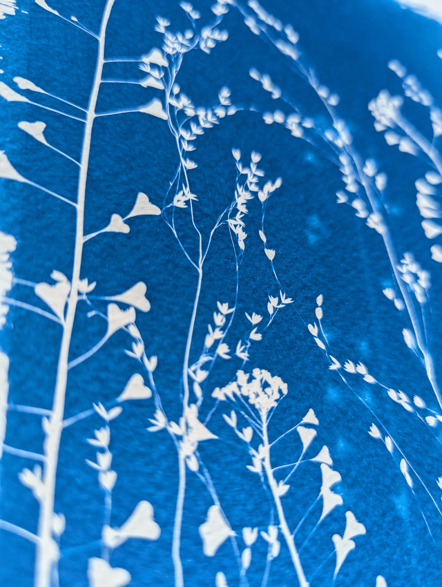 Cyanotype Poaceae (A4) - n°388 - sans cadre