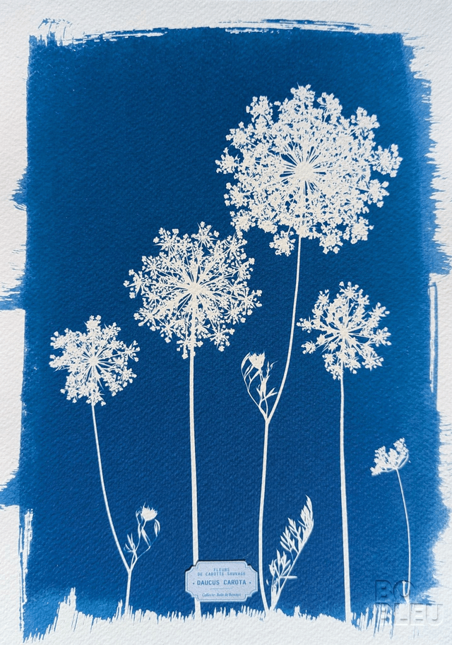 Cyanotype Daucus carota (A4) - n°390 - sans cadre