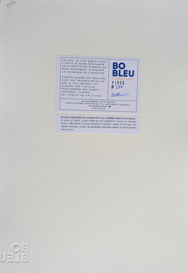 Cyanotype Poaceae (A4) - n°388 - sans cadre
