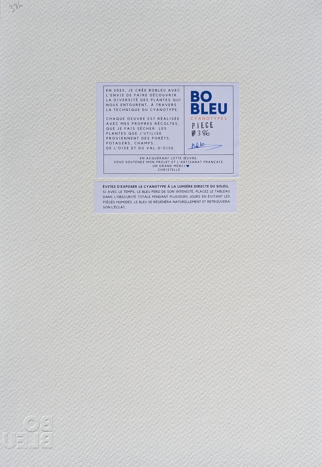 Cyanotype Poaceae (A4) - n°386 - sans cadre