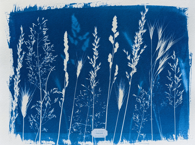 Cyanotype Poaceae (30x40 cm) - n°396 - sans cadre