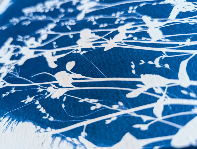 Cyanotype Poaceae (A4) - n°386 - sans cadre