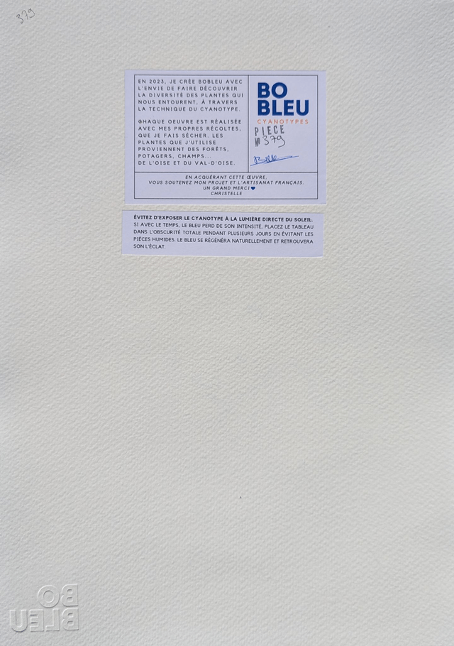 Cyanotype Ginkgo Biloba (A4) - n°379 - sans cadre