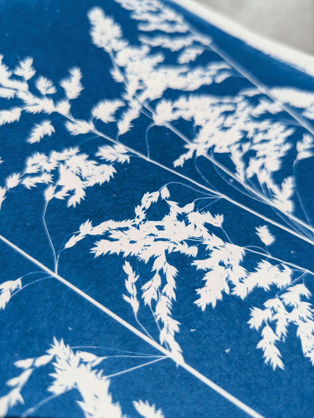 Cyanotype Holcus (A4 21x29,7 cm) - n°346 - sans cadre