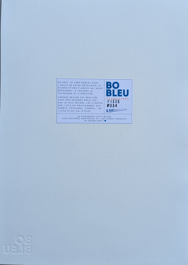 Cyanotype Photinia (A4 21x29,7 cm) - n°334 - sans cadre