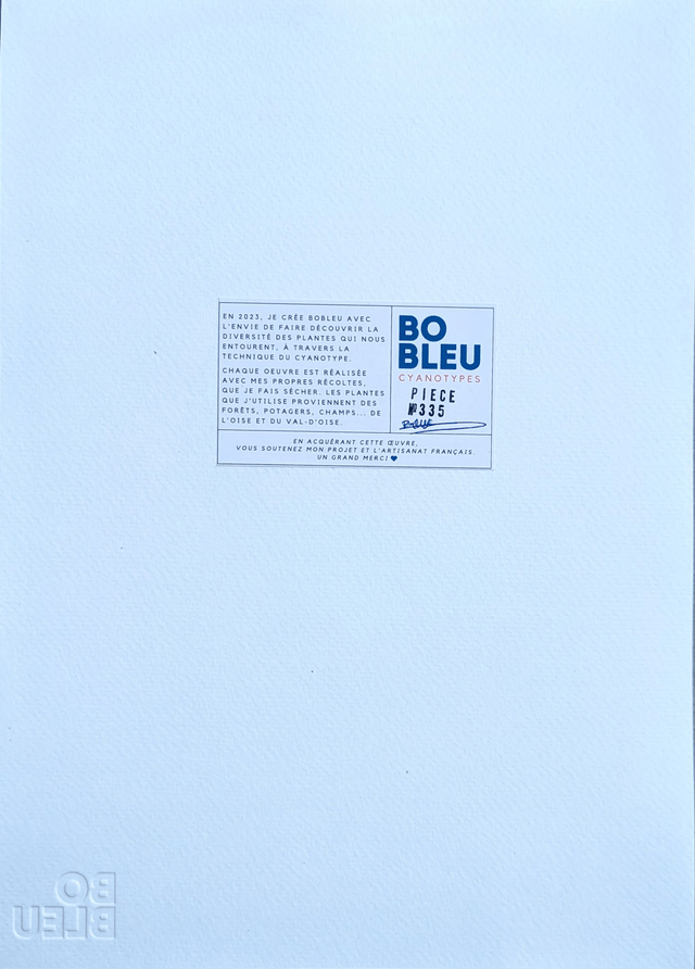 Cyanotype Anisantha (A4 21x29,7 cm) - n°335 - sans cadre