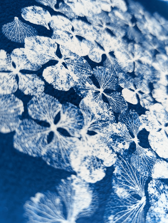 Cyanotype Hydrangea (30x40 cm) - n°394 - sans cadre