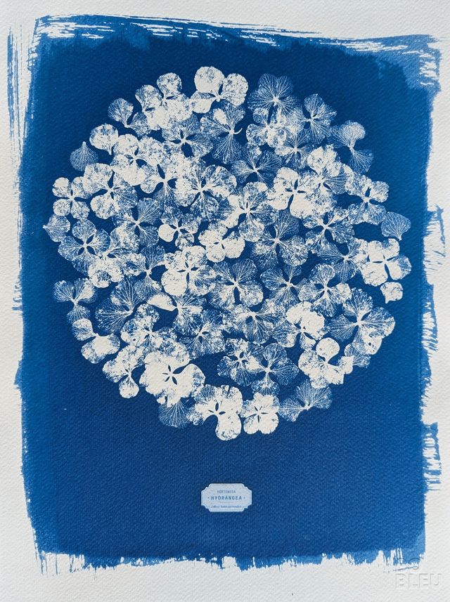 Cyanotype Hydrangea (30x40 cm) - n°394 - sans cadre
