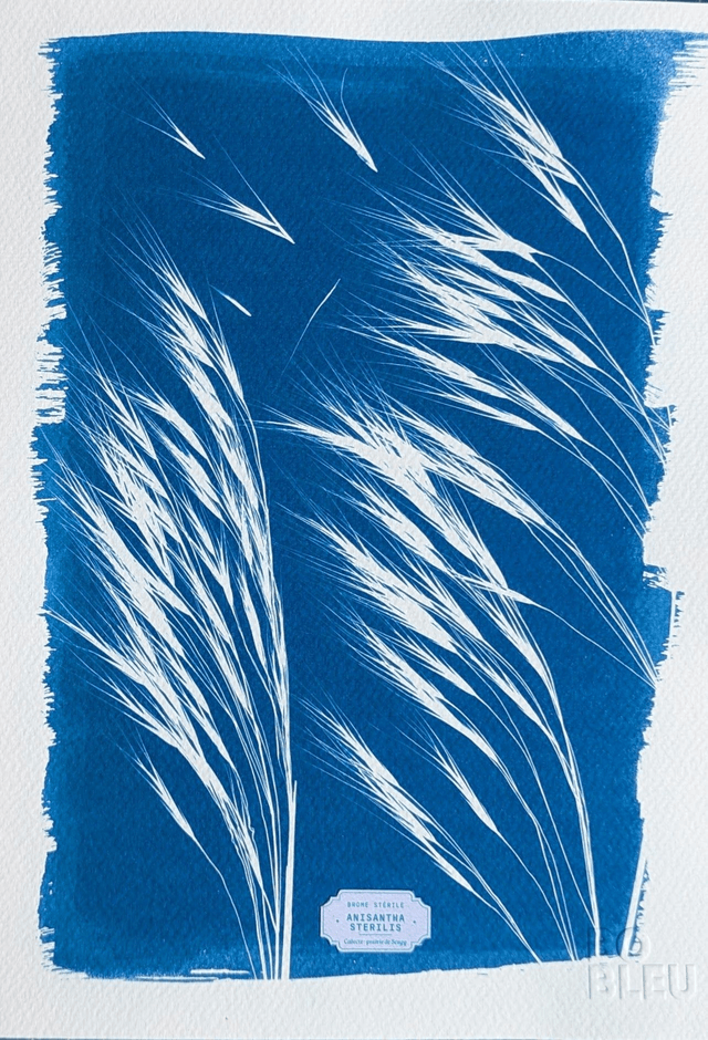 Cyanotype Anisantha (A4 21x29,7 cm) - n°348 - sans cadre