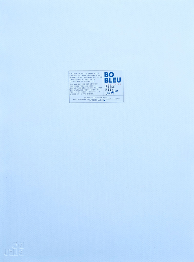 Cyanotype Alchemilla (30x40 cm) - n°341 - sans cadre