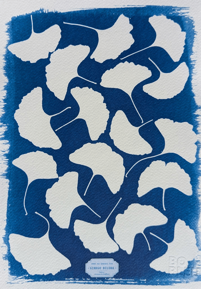 Cyanotype Ginkgo Biloba (A4) - n°379 - sans cadre