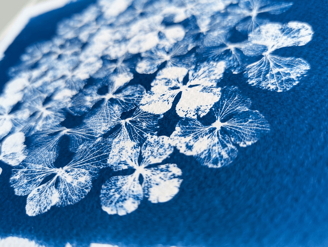 Cyanotype Hydrangea (A4) - n°385 - sans cadre