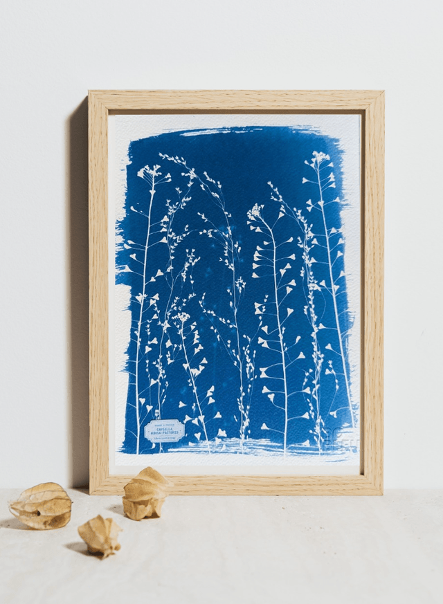 Cyanotype Poaceae (A4) - n°388 - sans cadre