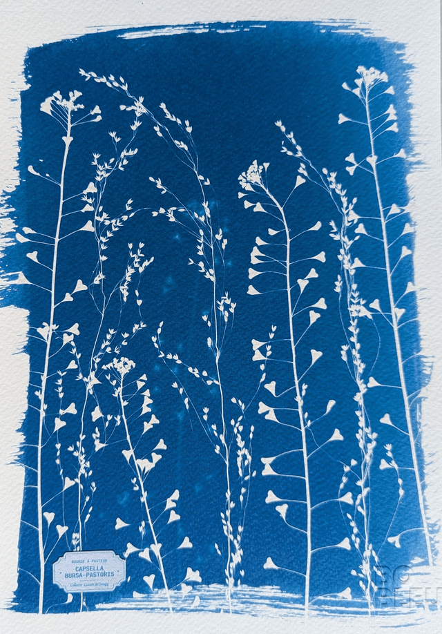 Cyanotype Poaceae (A4) - n°388 - sans cadre