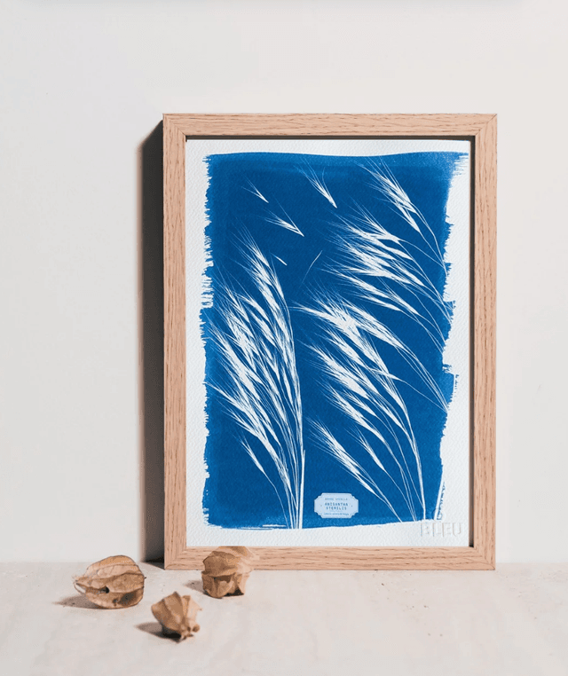 Cyanotype Anisantha (A4 21x29,7 cm) - n°348 - sans cadre