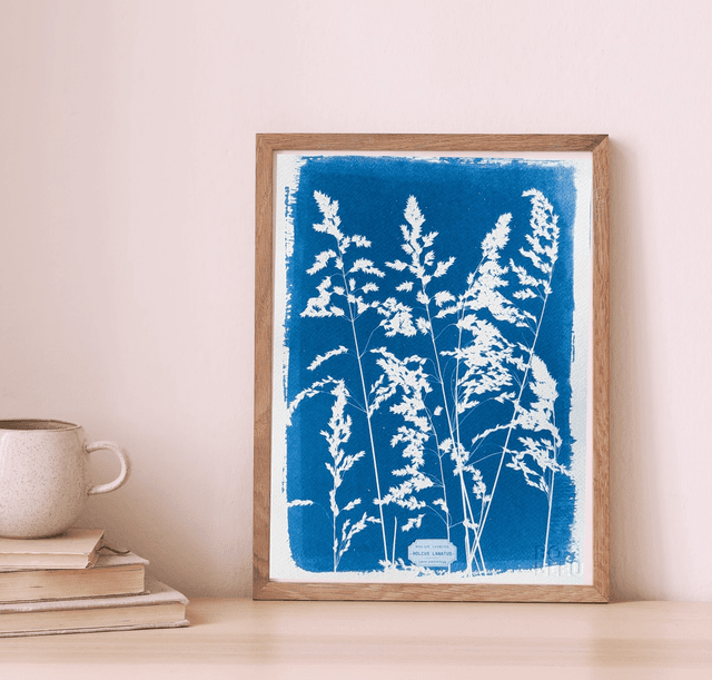 Cyanotype Holcus (A4 21x29,7 cm) - n°346 - sans cadre