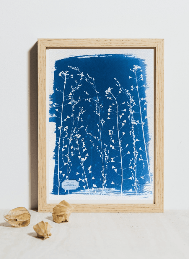 Cyanotype Poaceae (A4) - n°388 - sans cadre
